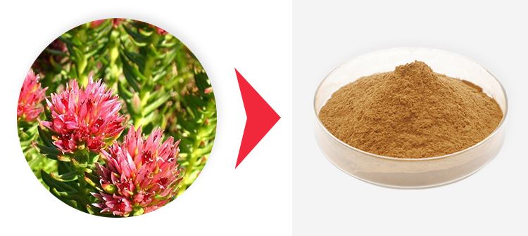Rhodiola Salidroside 1