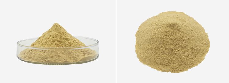 Olive Leaf Extract Oleuropein 2 Olive Leaf Extract Oleuropein 2