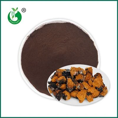 Chaga ekstrakti kukuni