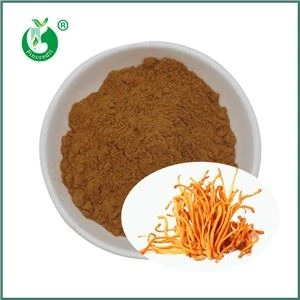 Cordyceps Militaris ekstrakti nima? Uning asosiy tarkibiy qismlari nima?