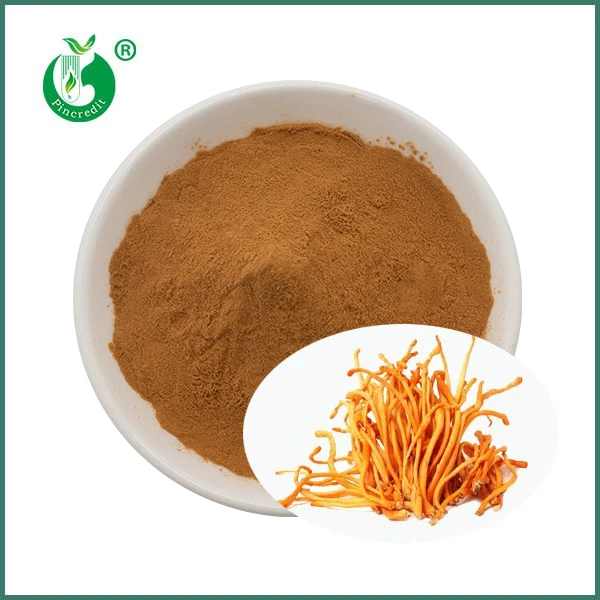 Organik Cordyceps qo'ziqorin Militaris ekstrakti